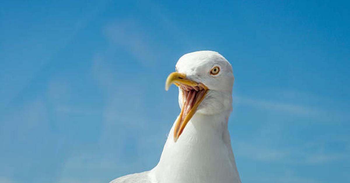 Herring gull on a street in a Scottish coastal town